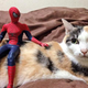 Illustration for article titled Spider-Man Shows His Sensitive Side with Cats